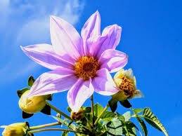 仲人ママのひとりごと（あなたの一歩が未来を変える）