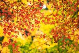 仲人ママのひとりごと（出会いは私たち仲人婚活で）