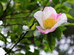 仲人ママのひとりごと（今日は11月22日いい夫婦の日です）