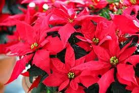 仲人ママのひとりごと（今年最後のチャンス）