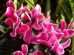 仲人ママのひとりごと（お見合いで選ばれるために男性編）