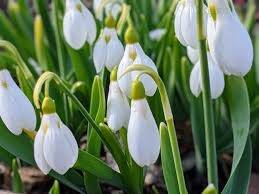 仲人ママのひとりごと（お相手から選ばれる女性編）