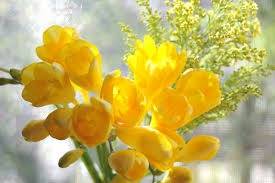 仲人ママのひとりごと（3月は別れ、出会いの季節）