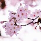 仲人ママのひとりごと（婚活を頑張っているあなたへ、心からエールを込めて）