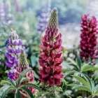 仲人ママのひとりごと（お見合いで大切なのは「正直さ」よりも「思いやりのある言葉選び」）