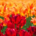 仲人ママのひとりごと（後悔でなく反省で未来を変えよう）